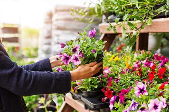 Nursery Plants