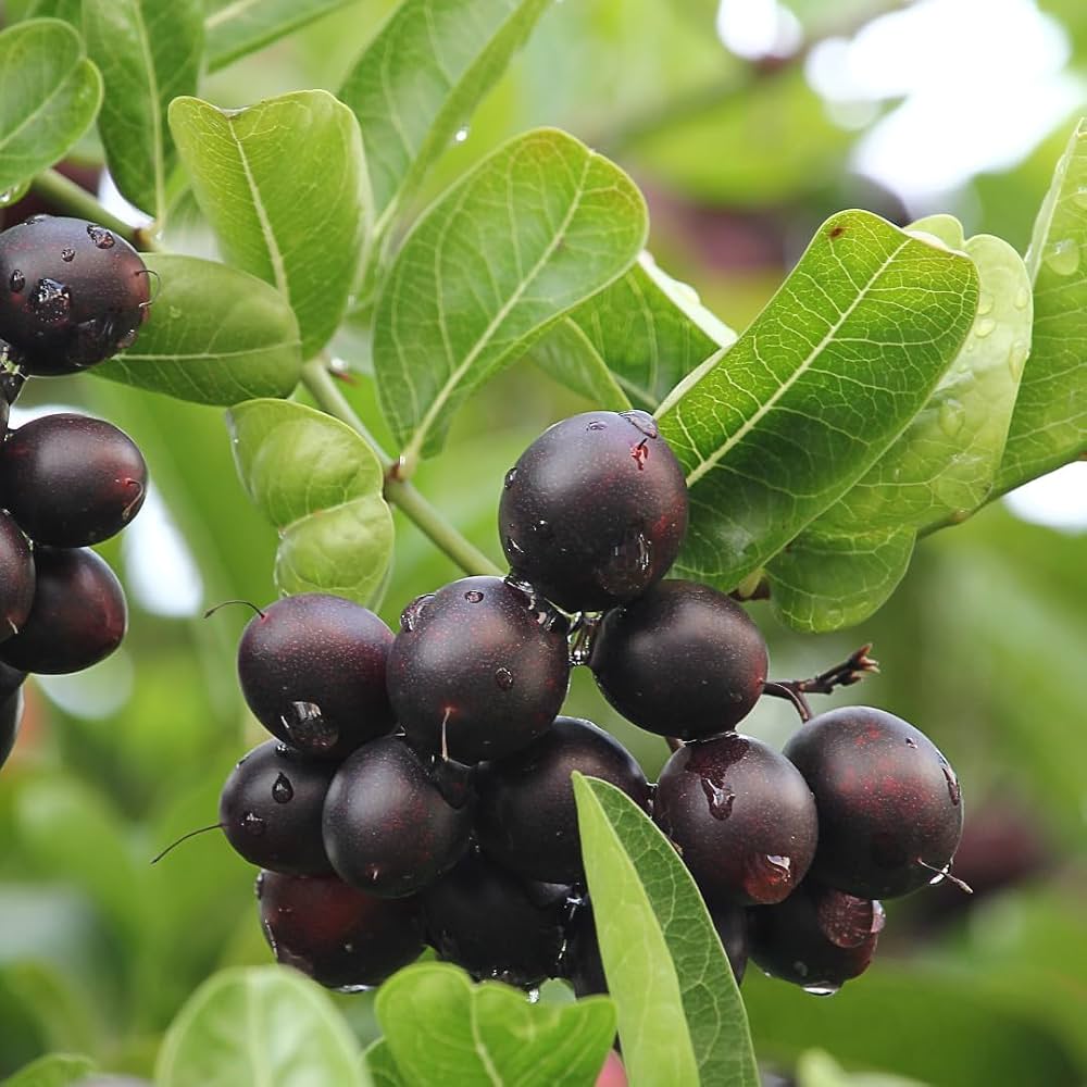 Karonda Berries
