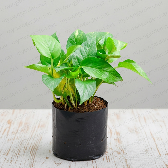 Money Plant